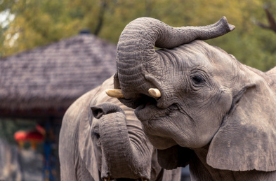 动物园中的非洲象卷鼻子