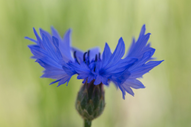 户外蓝花矢车菊和绿色的叶子
