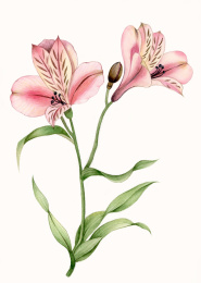 手绘花卉六初花