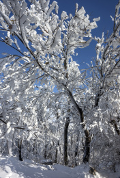 中国河南禹州大鸿寨雾凇树挂景观