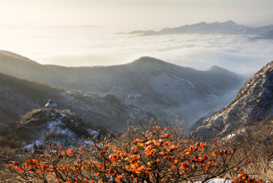 中国河南省禹州市大鸿寨初冬红叶云海冰雪
