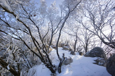 中国河南禹州大鸿寨雾凇树挂景观