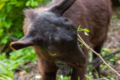 一只小黑山羊在山间吃草的头部特写