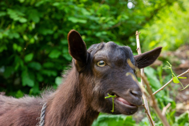 一只小黑山羊在山间吃草的头部特写