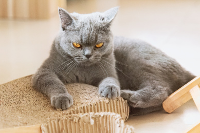 趴在猫抓板上怒视镜头的小英短