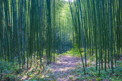河南栾川县重渡沟景区夏季美妙翠绿的竹林