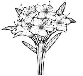 矢量手绘黑白镂空杜鹃花束插画