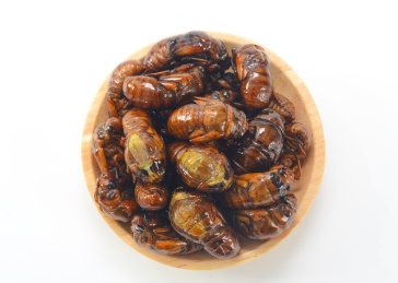 油炸金蝉