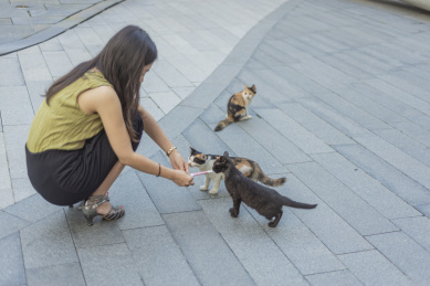 年轻的女孩在室外的喂流食猫粮给小猫