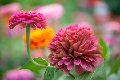 五颜六色的花卉菊花盛开背景特写
