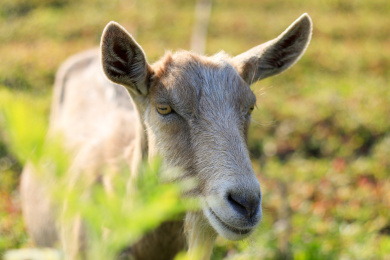 短毛山羊 山羊 羊