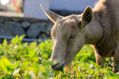 短毛山羊 山羊 羊