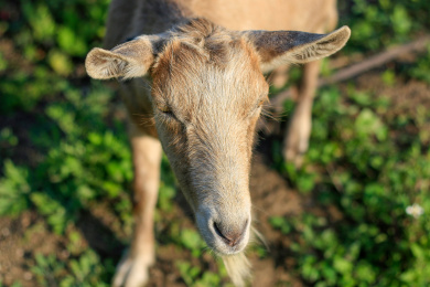 短毛山羊 山羊 羊