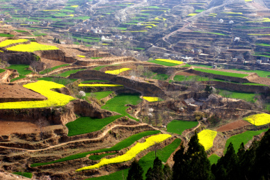 中国河南省禹州市伏牛山区梯田油菜花