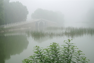 大雾中的中国河南禹州市森林植物园