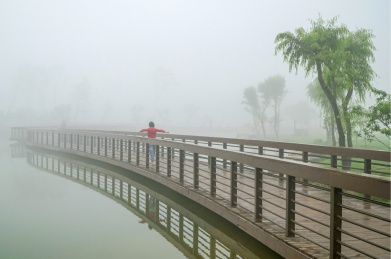 大雾中的中国河南禹州市森林植物园