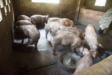 农村猪圈里的生猪养殖