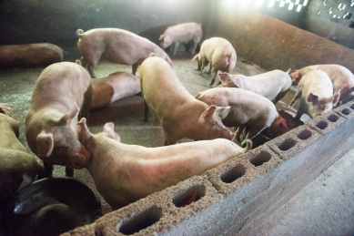 农村猪圈里的生猪养殖