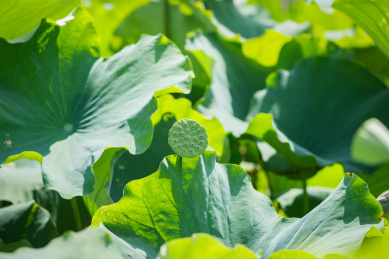 夏日池塘的荷花 莲蓬