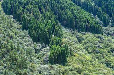 中国江西萍乡武功山上的植被