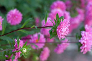 大自然里粉色的盛开菊花花卉特写
