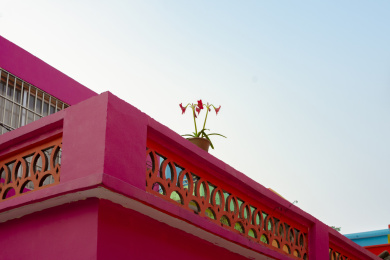 彩虹村小房的红花