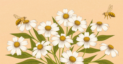 蜜蜂授粉插画
