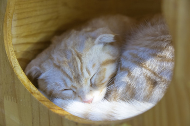 一只蜷缩在窝里睡觉的猫