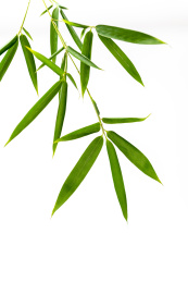 竹子叶白色背景素材