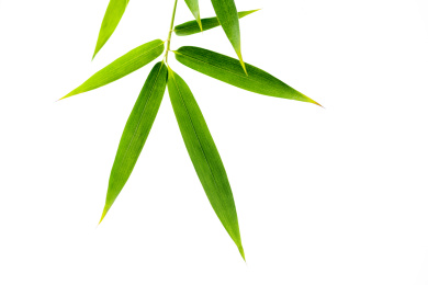 竹子叶素材白色背景