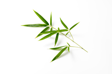 竹子叶素材白色背景
