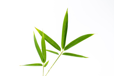 竹子叶素材白色背景