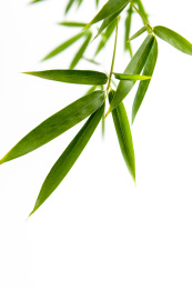竹子叶素材白色背景