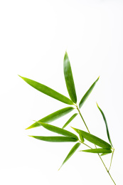 竹子叶素材白色背景