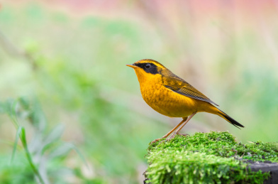 野生鸟类金色林鸲特写
