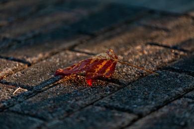 秋天的一片落叶