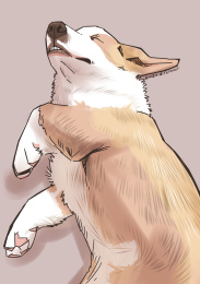 躺在地上睡觉的可爱柯基狗，可爱宠物插画