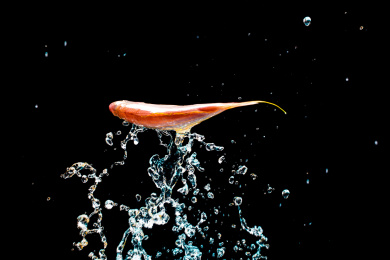 冲出水面的生猛海鲜鱼类