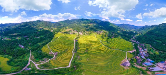 四川巴中通江县的稻田