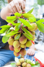 手上拿着一串新鲜的水果荔枝