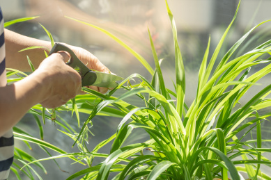 窗前修剪吊兰特写