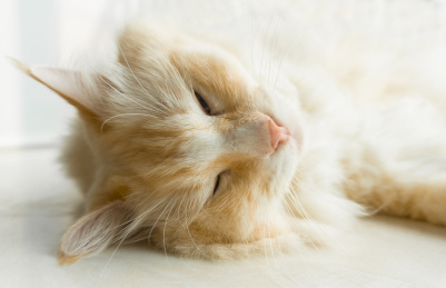 火焰色布偶猫熟睡中