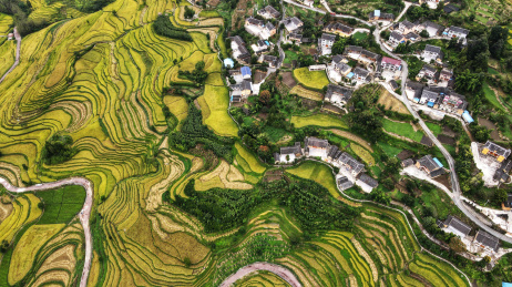 贵州遵义红渡梯田