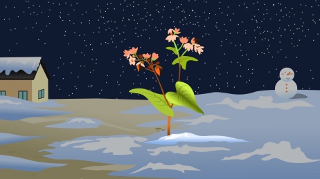 野外一株发芽的苦荞