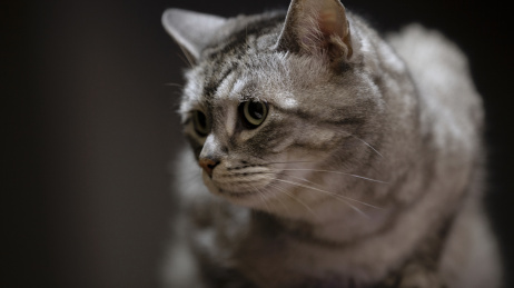 半卧凝视的黑白条纹猫