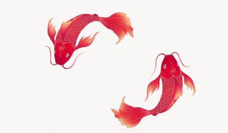 两只锦鲤国风鲤鱼绘画