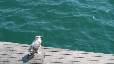 巴塞罗那旧港岸边的海鸟