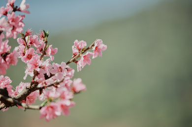 春天粉色的桃花特写