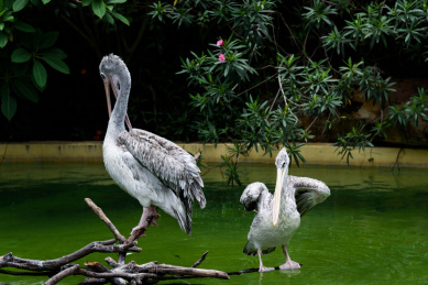 动物园的卷羽鹈鹕，珠海长隆海洋王国景观