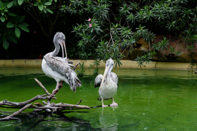 动物园的卷羽鹈鹕，珠海长隆海洋王国景观